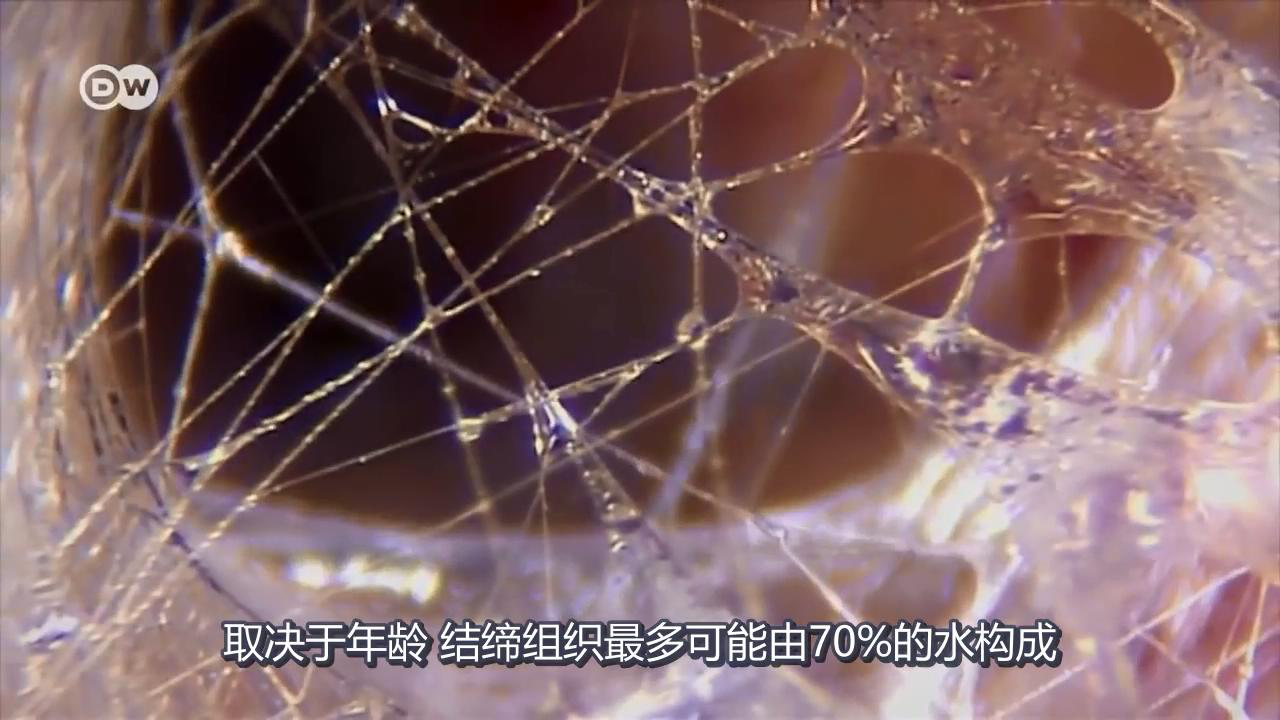 筋膜