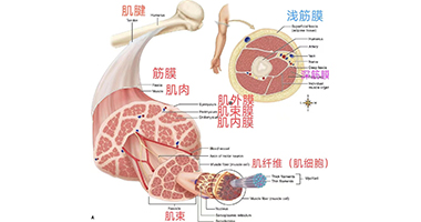 從肌肉、筋膜、關(guān)節(jié)解剖，啟發(fā)手法治療